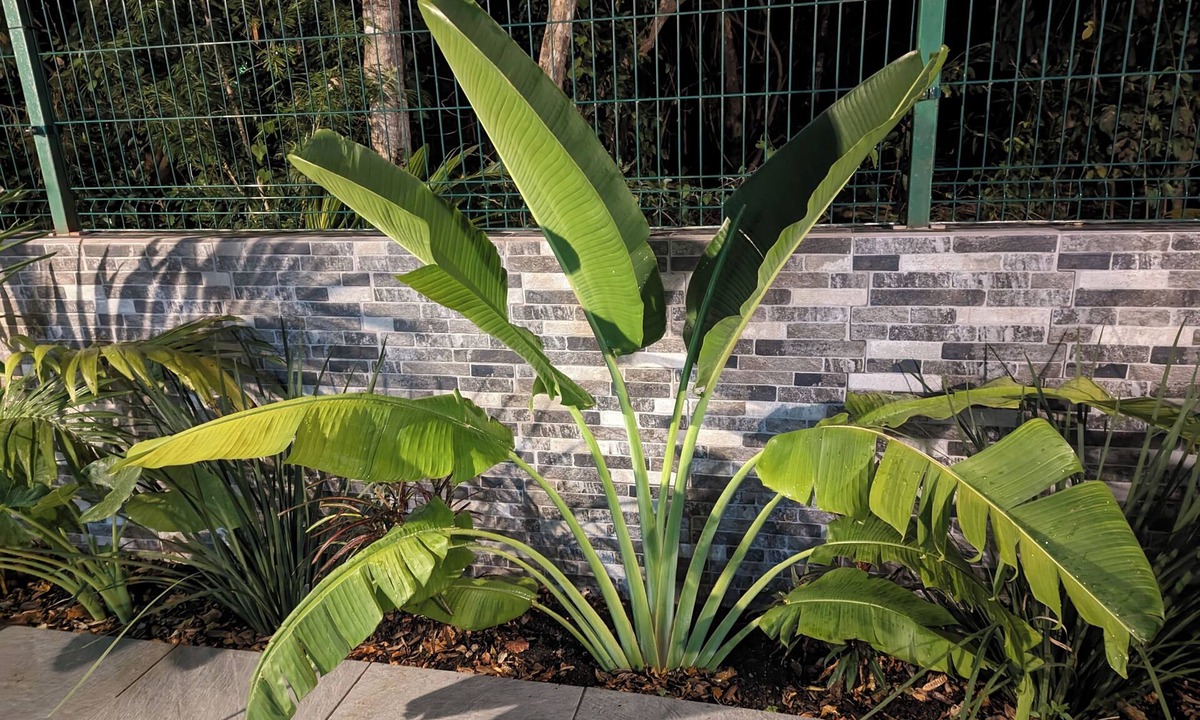 Villa Juarez House | Beautiful brand new jungle house