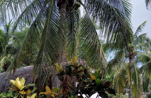 Brisas de Zicatela Bed & Breakfast | Punta mar
