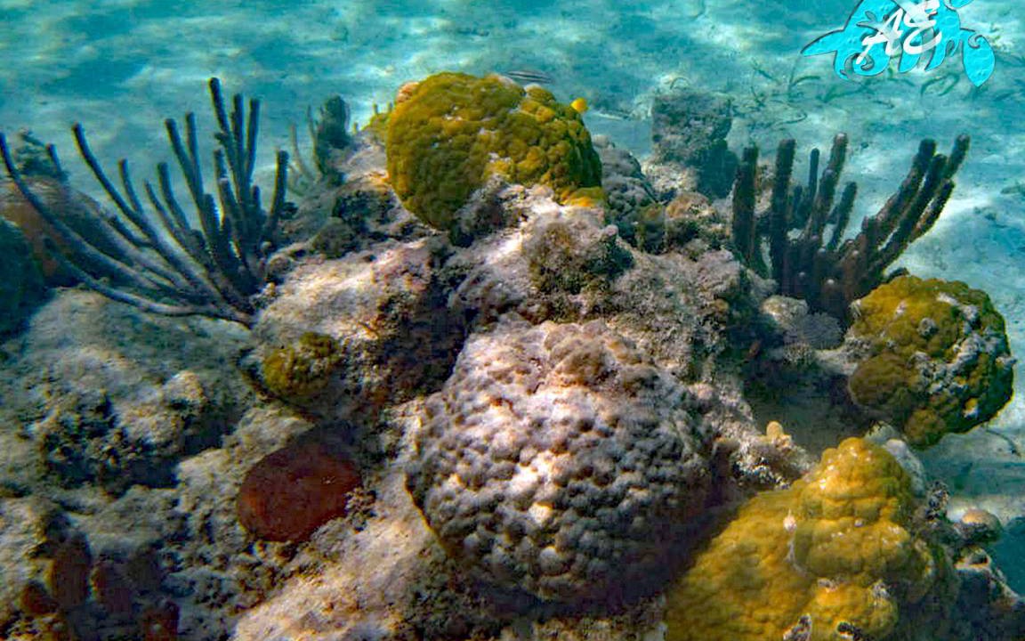 Photo of Others in Akumal