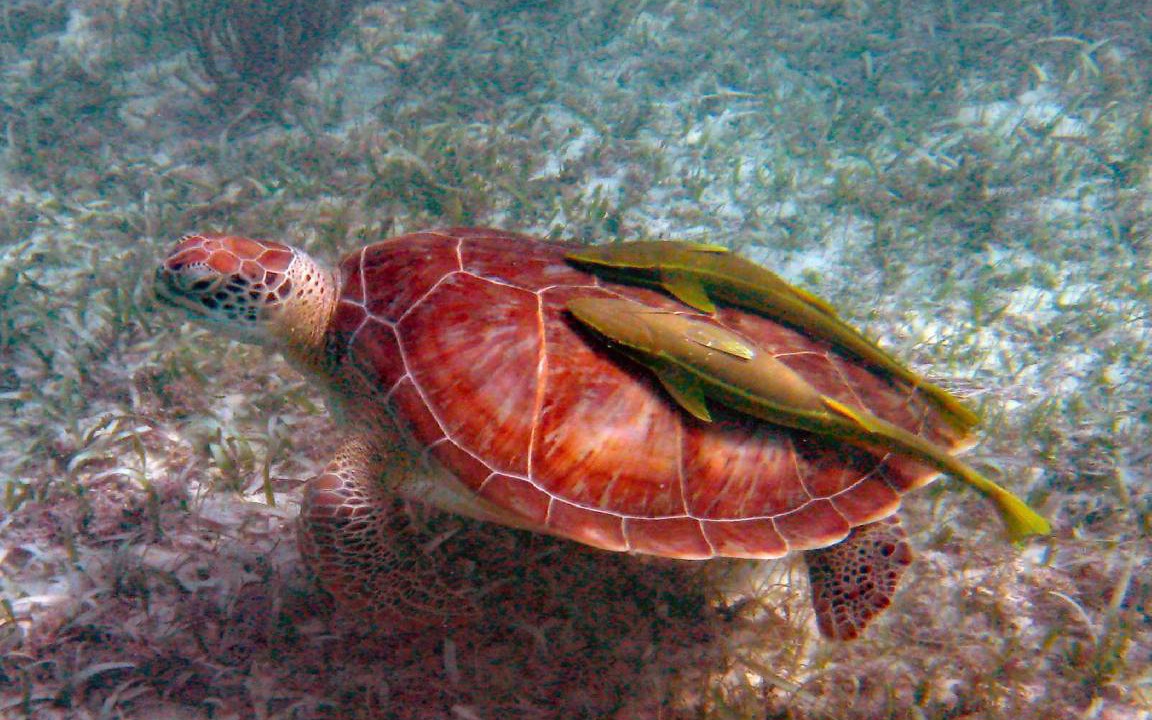 Photo of Others in Akumal