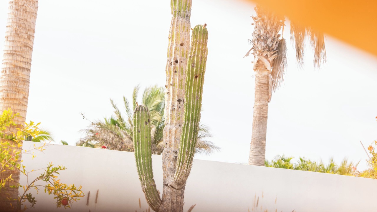 Photo of Outdoor in Todos Santos