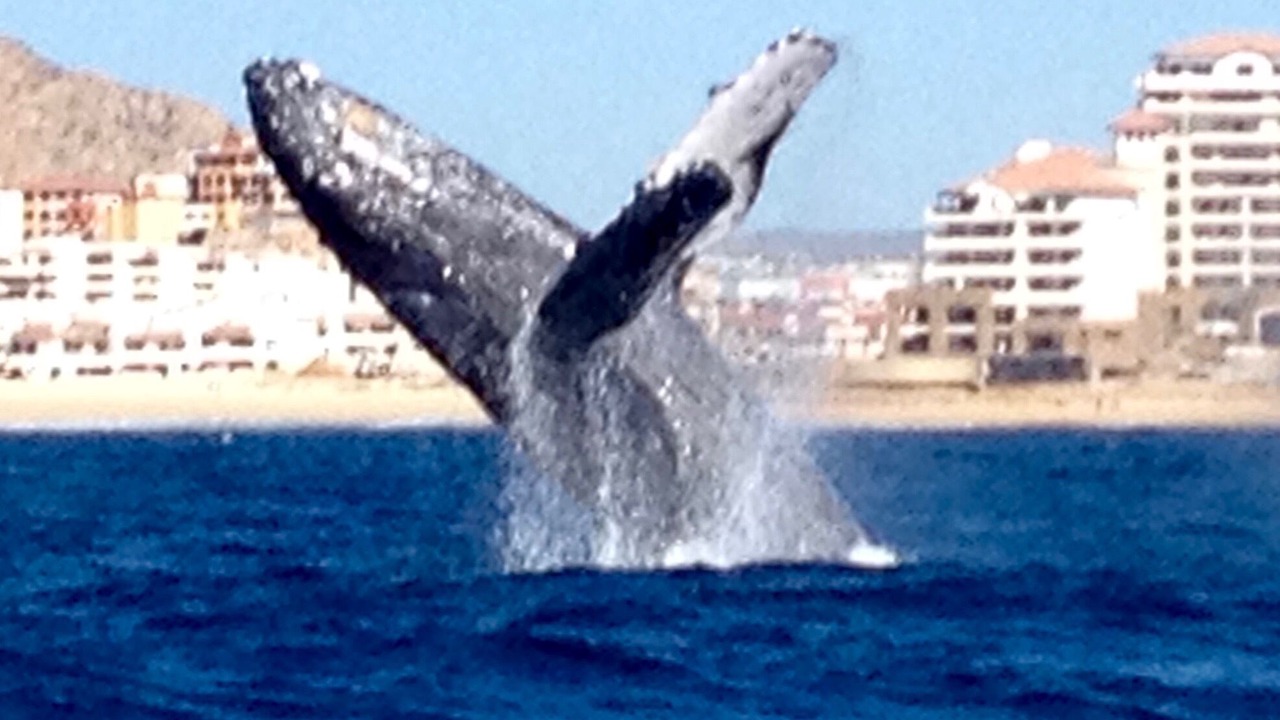 Photo of Others in Cabo Bello