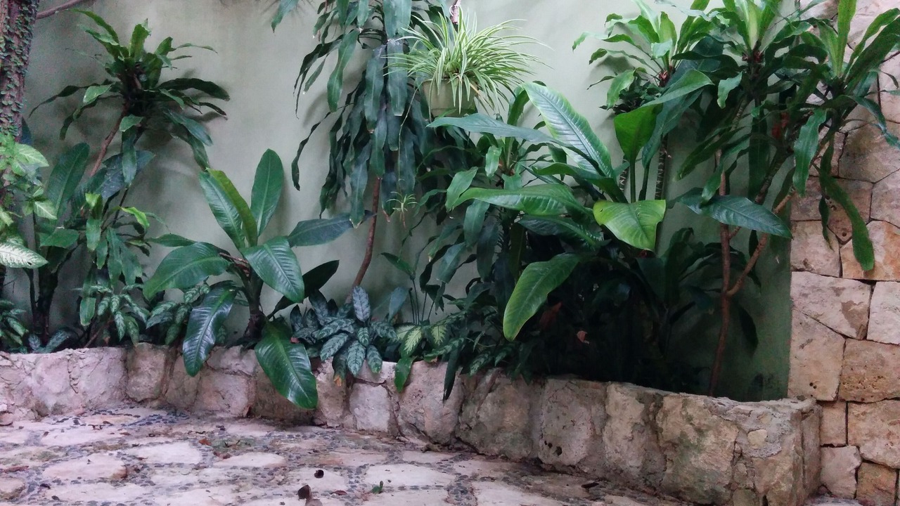 Photo of Others in Playacar