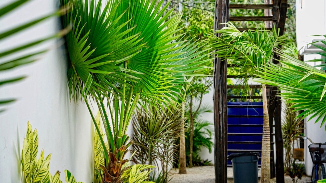 Photo of Outdoor in Tulum City Center