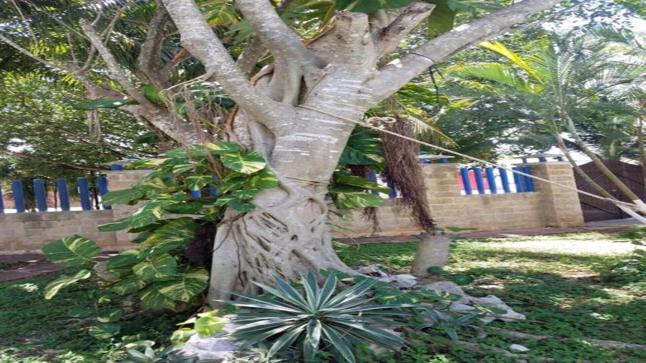 Photo of Outdoor in Puerto Juarez