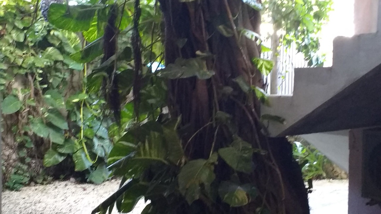 Photo of Outdoor in Ejidal