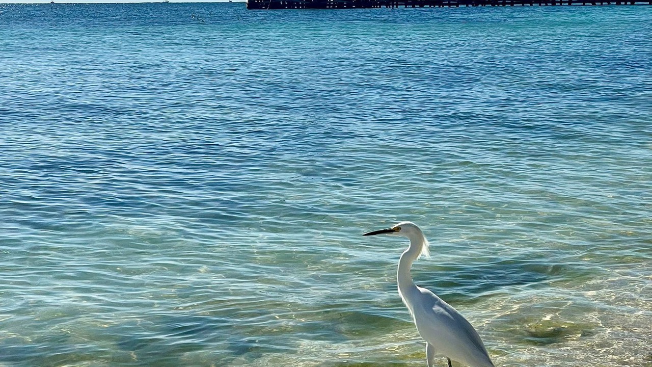 Photo of Others in Puerto Morelos