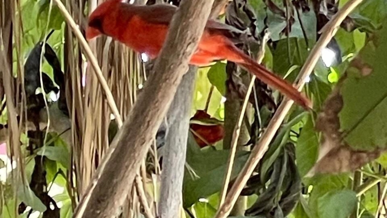 Photo of Others in Downtown San Jose del Cabo