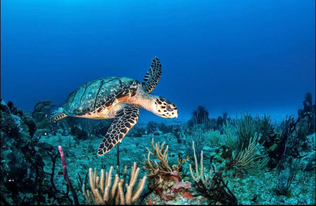 Photo of Others in Puerto Morelos