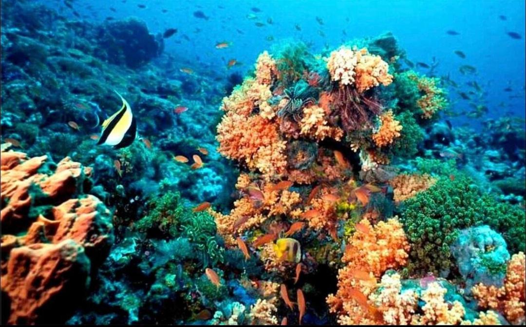Photo of Others in Puerto Morelos