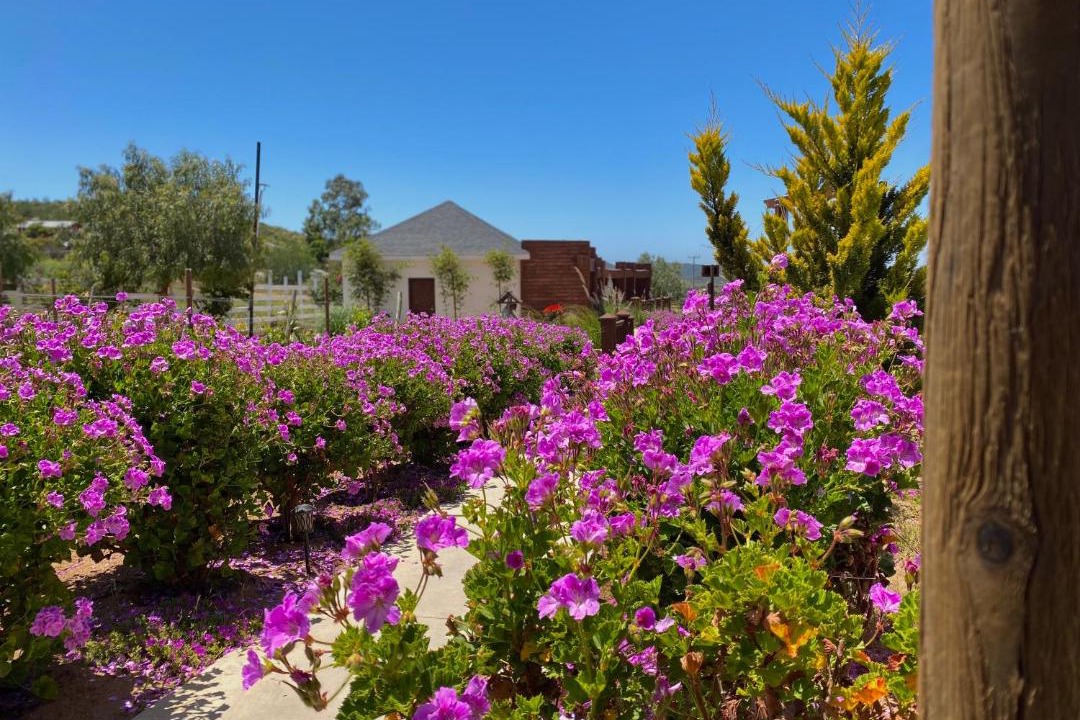 Photo of Others in Valle de Guadalupe